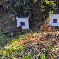 photo de livraison pour Adoption Féline Estuaire