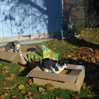 photo de livraison pour Au Paradis Des Chats