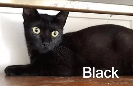 Black Chat Va Bien Animal Webaction Black Chat Va Bien Animal Webaction