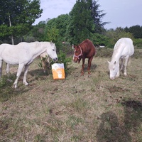 photo de livraison pour Equi-Libre : Droit à la Retraite Equine