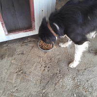 photo de livraison pour Happy Shelter Skopje