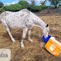 photo de livraison pour La Retraite des Chevaux des Causses