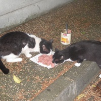photo de livraison pour Chat Libre de l'Ile du Ramier