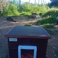 photo de livraison pour Les Chats-Pitresdelavi-Ste