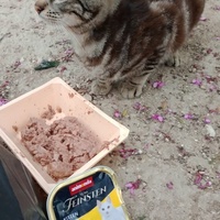 photo de livraison pour Les Chats-Pitresdelavi-Ste