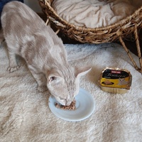 photo de livraison pour Les Chats de la Rue