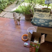 photo de livraison pour Les chats Port-Saint-Louisiens