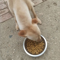photo de livraison pour Lina's animal rescue