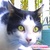 photo animal