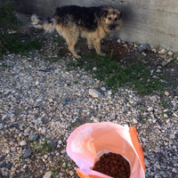 photo de livraison pour Woolly Woofters
