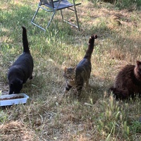 photo de livraison pour Ecole du Chat des Alpilles