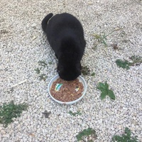 photo de livraison pour Ecole du Chat des Alpilles