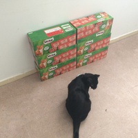photo de livraison pour Les chats Port-Saint-Louisiens