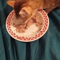 photo de livraison pour Protect Cat
