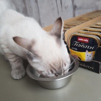 photo de livraison pour Les chats de l'Indifférence