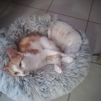 photo de livraison pour Les Chats libres de Calvisson