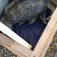 photo de livraison pour Les Chats Libres de la Canterrane