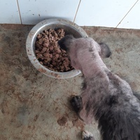 photo de livraison pour Comme Chiens et Chats Maroc