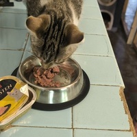 photo de livraison pour Trois P'tits Chats