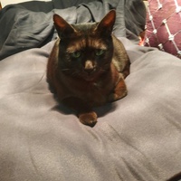 photo de livraison pour Chamaya