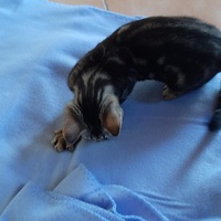 photo de livraison pour Bien vivre avec les Chats Sallélois
