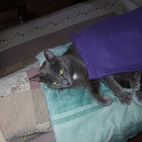 photo de livraison pour Les chats de chez nous