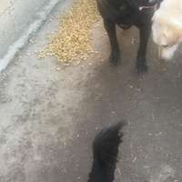 photo de livraison pour Društvo za zaštitu životinja "Bela"