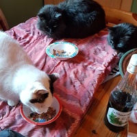 photo de livraison pour Ecole du Chat d’Arbois