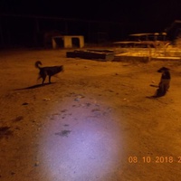 photo de livraison pour Pro Animals Finland ry