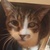 photo animal