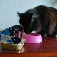 photo de livraison pour La Compagnie des Chats bleus