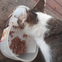 photo de livraison pour Chats cerbériens