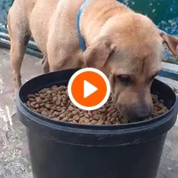 photo de livraison pour ПРИХВАТИЛИШТЕ ДРАЖЕВАЦ