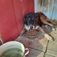 photo de livraison pour Happy Shelter Skopje