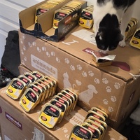 photo de livraison pour Les Chats de Dugny