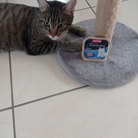 photo de livraison pour Les Chats de Condom 32