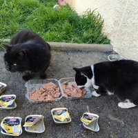 photo de livraison pour Chez Minou