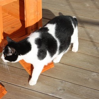 photo de livraison pour Ecole du Chat Libre de Caillerot