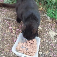 photo de livraison pour Les Chats-Pitresdelavi-Ste