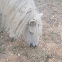 photo de livraison pour Equi-Libre : Droit à la Retraite Equine