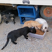 photo de livraison pour Les Chats d'Oc