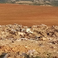 photo de livraison pour Civic Initiative Kane Korzo Skopje