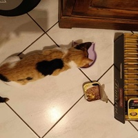photo de livraison pour Les chats de l'Indifférence