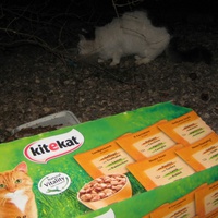 photo de livraison pour Les Chats Pitres de Saint-Paul