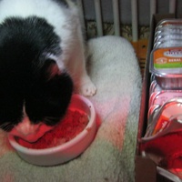 photo de livraison pour Au Bonheur des Chats Libres