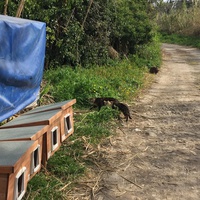 photo de livraison pour Ecole du Chat des Alpilles