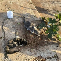 photo de livraison pour Kawthar Maree