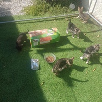photo de livraison pour Association des Chats Camarguais