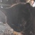 photo animal