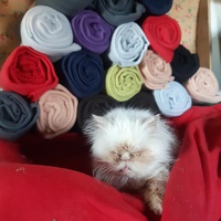 photo de livraison pour Les Chats de la Tour